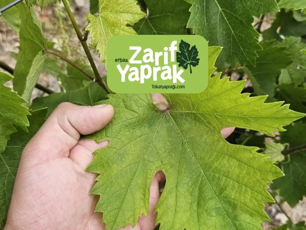 Geleneksel Sofra Geleneklerinin Özel Tokat yaprağı Hakkında Merak Detaylar