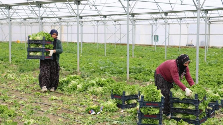 Erzincan seralarında marul hasadı devam ediyor