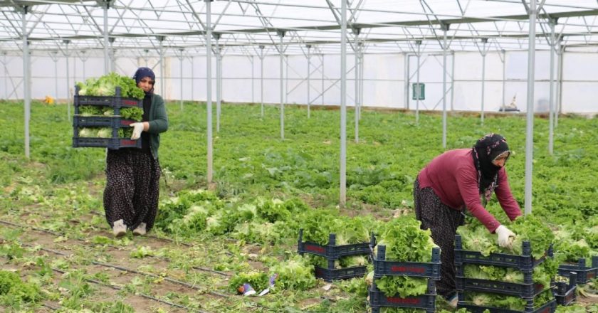 Erzincan seralarında marul hasadı devam ediyor