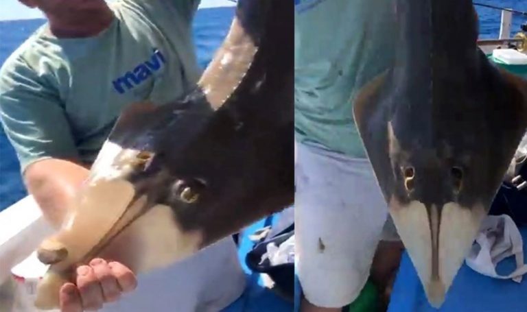 “İnsan yüzlü” balık oltaya takıldı – Son Dakika Türkiye Haberleri