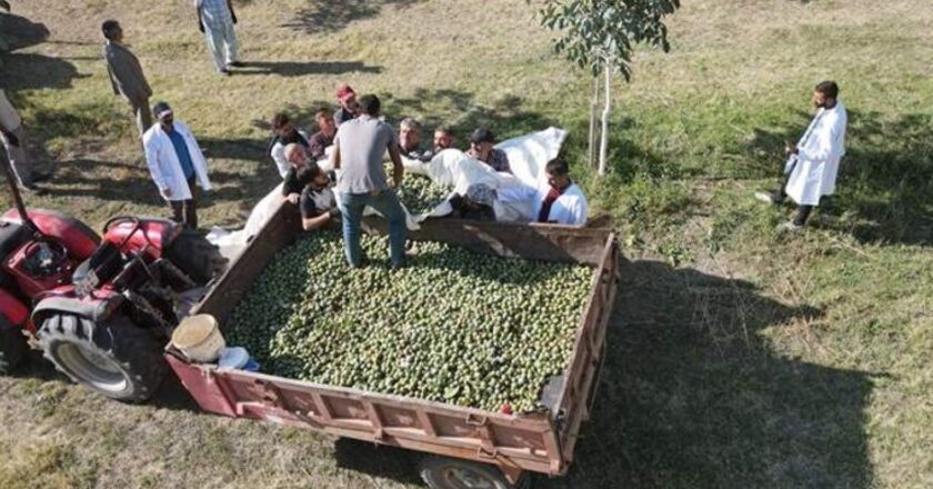 Diktiği 35 bin fidanla Erzincan’ın kurak topraklarını yeşillendirdi! 35 tonluk rekolte bekleniyor… – Son Dakika Hayat Haberleri