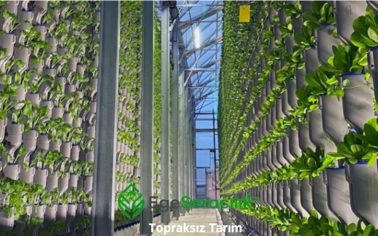 Topraksız Tarım: Geleceğin Tarım Yöntemi