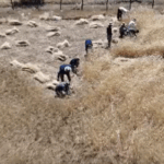 Traktör tarafından ulaşılamayan buğday tarlaları bir orak sallıyor