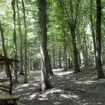 Yartova Vietato'ya ormanlık alanlara giriş
