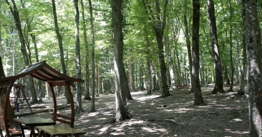 Yartova Vietato'ya ormanlık alanlara giriş