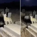 yapay zekânın ulaştığı aşama On binlerce kullanıcı gerçek sanıp paylaştı