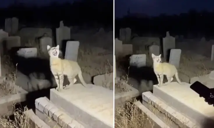 yapay zekânın ulaştığı aşama On binlerce kullanıcı gerçek sanıp paylaştı