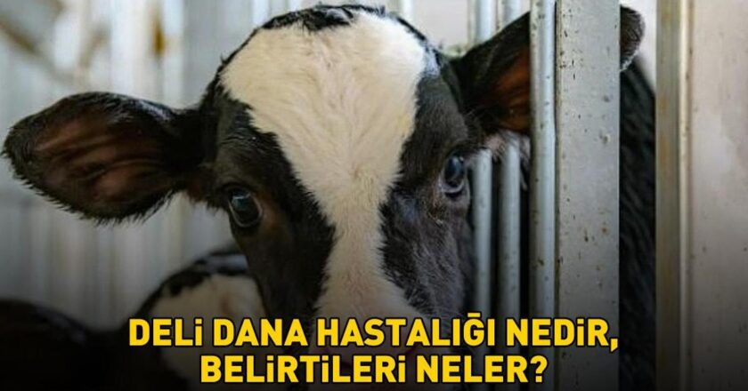 Deli dana hastalığı nasıl bulaşır? Ankara'nın ardından Bolu da ortaya çıktı! Deli dana hastalığı nedir ve belirtileri nelerdir?