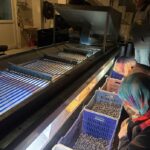 Marketlerde 500 lira olan ürünler, burada 160 lira! Hasat tamamlandı, fabrikalarda işleniyor.