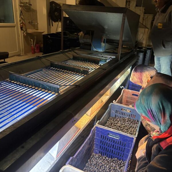 Marketlerde 500 lira olan ürünler, burada 160 lira! Hasat tamamlandı, fabrikalarda işleniyor.