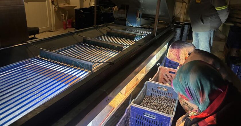 Marketlerde 500 lira olan ürünler, burada 160 lira! Hasat tamamlandı, fabrikalarda işleniyor.